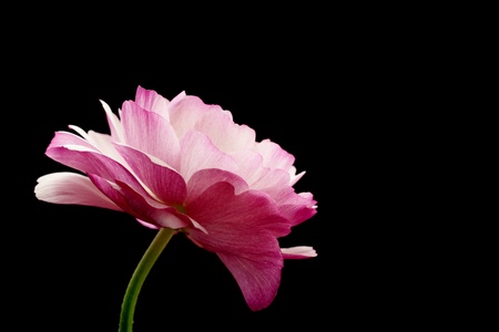 Pink ranunculus isolated on black backgroundの写真素材