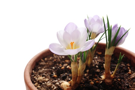 Crocus flowers in flowerpotの写真素材