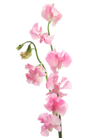 Pink sweet pea isolated on white backgroundの写真素材