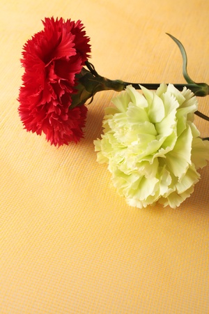 Red and Green Carnations の写真素材