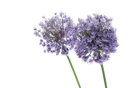 Allium flowers isolated on white backgroundの写真素材