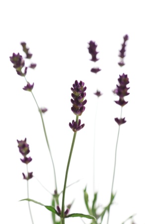 Close up of Lavender flowersの写真素材