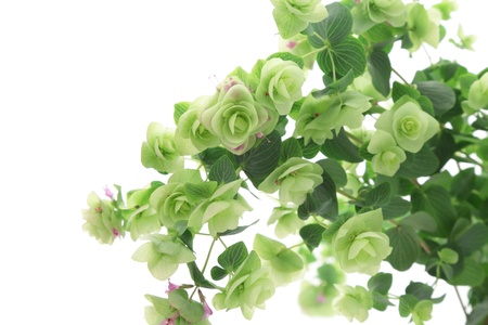 Close up of Kent Beauty Oregano の写真素材