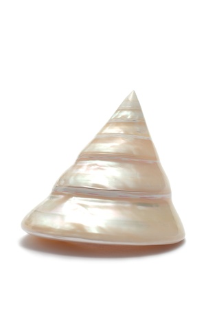 Seashell on white backgroundの写真素材