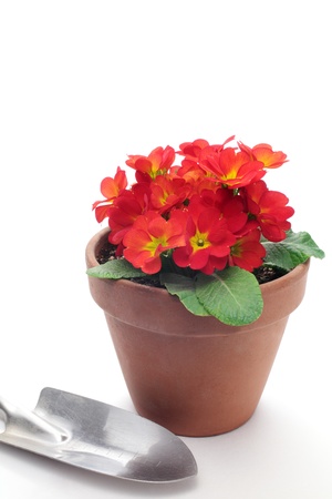 Red flowers in small flowerpot の写真素材