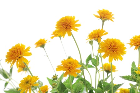 Yellow heliopsis isolated on white background の写真素材