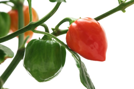 Habanero chilli peppersの写真素材