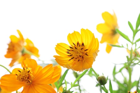 Yellow cosmos isolated on white backgroundの写真素材