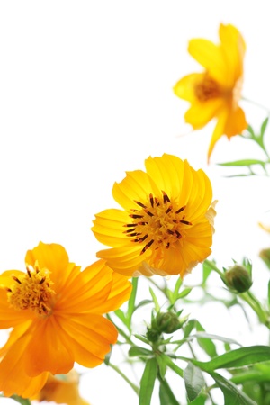 Yellow cosmos isolated on white backgroundの写真素材