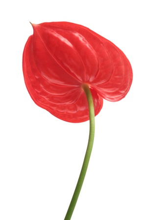 Red anthurium isolated on white backgroundの写真素材