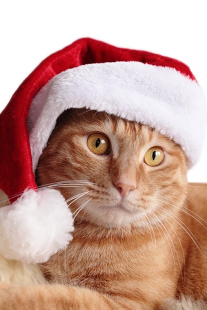 Ginger cat in christmas capの写真素材
