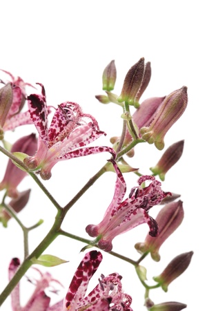 Tricyrtis hirta isolated on white backgroundの写真素材