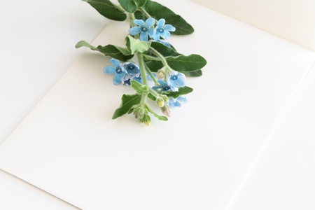 Letter paper with blue flowersの写真素材