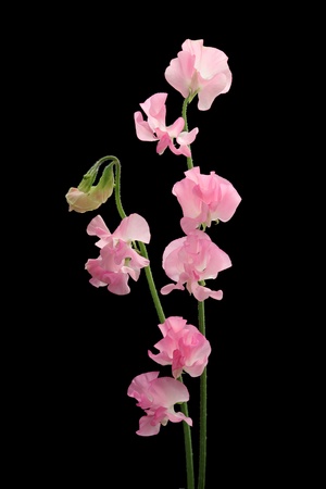 Pink sweet pea isolated on black backgroundの写真素材