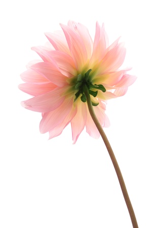 Dahlia isolated on white background の写真素材