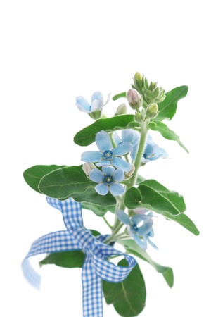 Blue flowers, Oxypetalum caeruleum, and ribbon の写真素材