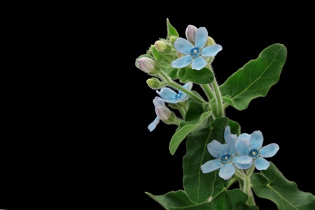 Blue flowers, Oxypetalum caeruleum on black backgroundの写真素材
