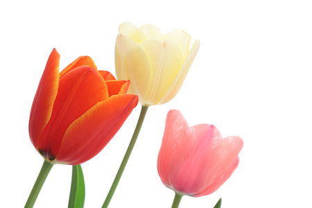 Colorful tulips isolated on white backgroundの写真素材