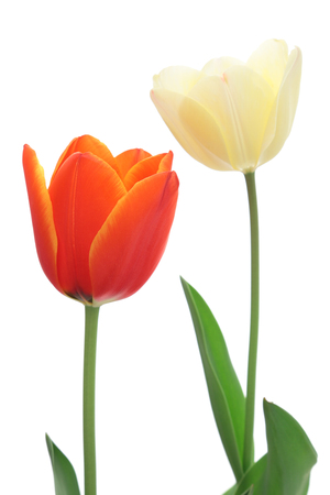 Red and white tulips isolated on white backgroundの写真素材