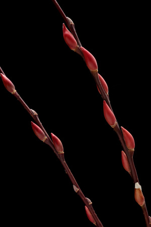 Pussy willow on black backgroundの写真素材