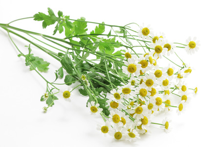 Feverfew flowers on white backgroundの写真素材