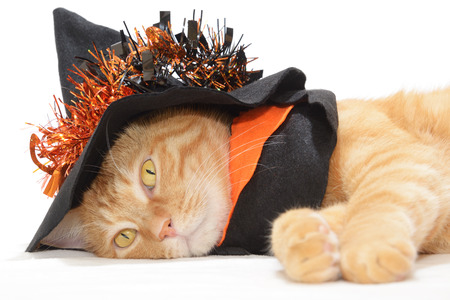 Cute orange tabby in Halloween costume