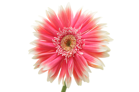 Pink gerbera daisy isolated on white backgroundの写真素材