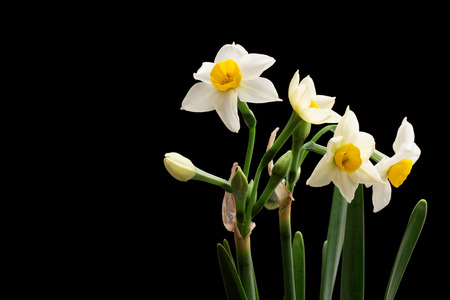 Narcissus isolated on black backgroundの写真素材