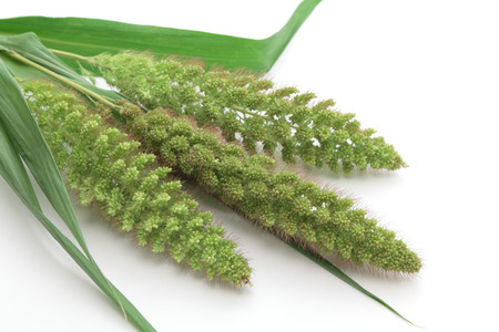Millet on white backgroundの写真素材