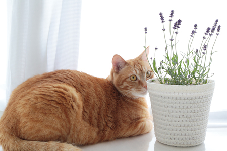 Ginger cat and lavender flowersの写真素材