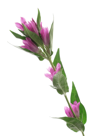 Purple Gentian isolated on white backgroundの写真素材