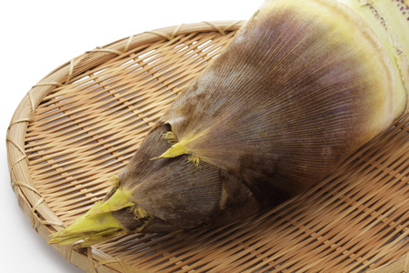 Bamboo shoot on white backgroundの写真素材