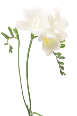 White freesia isolated on white backgroundの写真素材