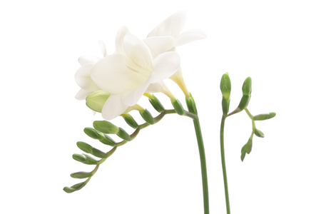 White freesia isolated on white backgroundの写真素材