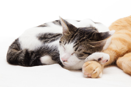 Cute kitten snuggles against big catの写真素材