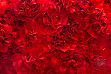 Background of red carnationsの写真素材