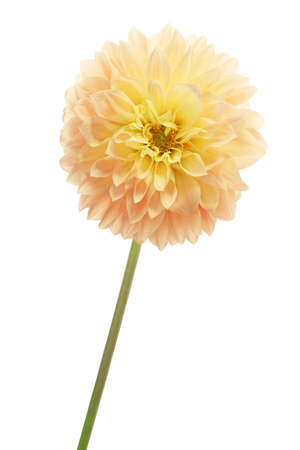 Yellow dahlia isolated on white backgroundの写真素材
