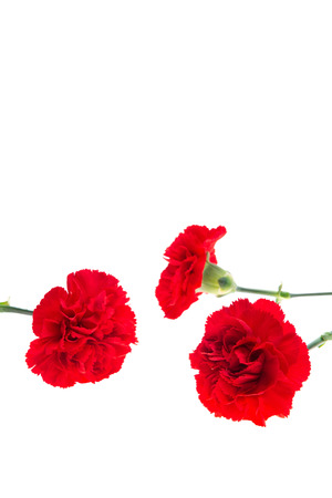 Red carnations isolated on whiteの写真素材