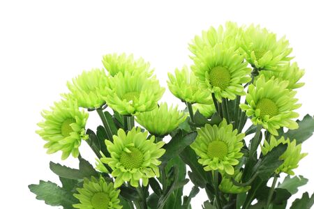 Green spray mum isolated on whiteの写真素材