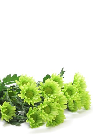 Green spray mum on whiteの写真素材