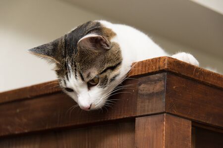 Cat sitting on the cupboard and looking downの写真素材