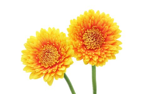 Yellow orange gerbera daisies isolated on white backgroundの写真素材