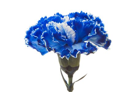 Blue carnation isolated on white backgroundの写真素材