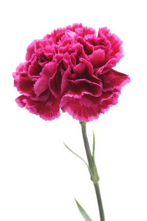 Purple carnation isolated on white backgroundの写真素材
