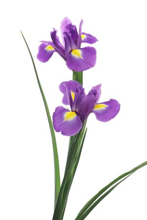 Irises isolated on white backgroundの写真素材