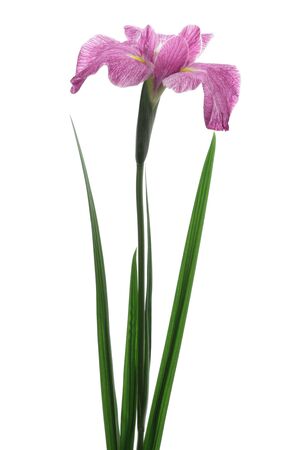 Iris ensata isolated on white backgroundの写真素材