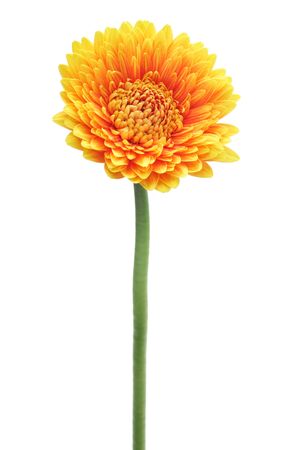 Yellow orange gerbera daisies isolated on white backgroundの写真素材
