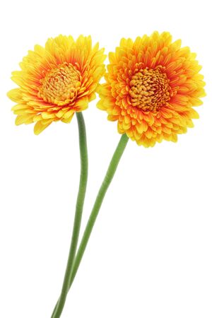 Yellow orange gerbera daisies isolated on white backgroundの写真素材