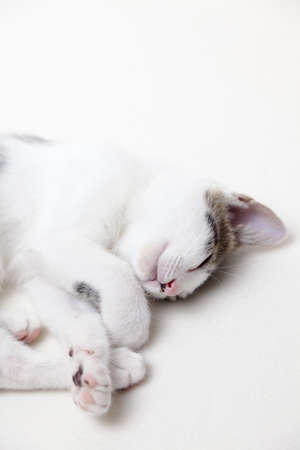 Cute kitten sleeping on white backgroundの写真素材