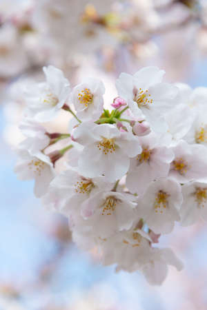 Cherry blossoms in full bloomの写真素材